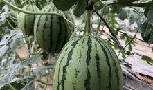 网红们的吃瓜视频从哪找,热门话题背后的真相